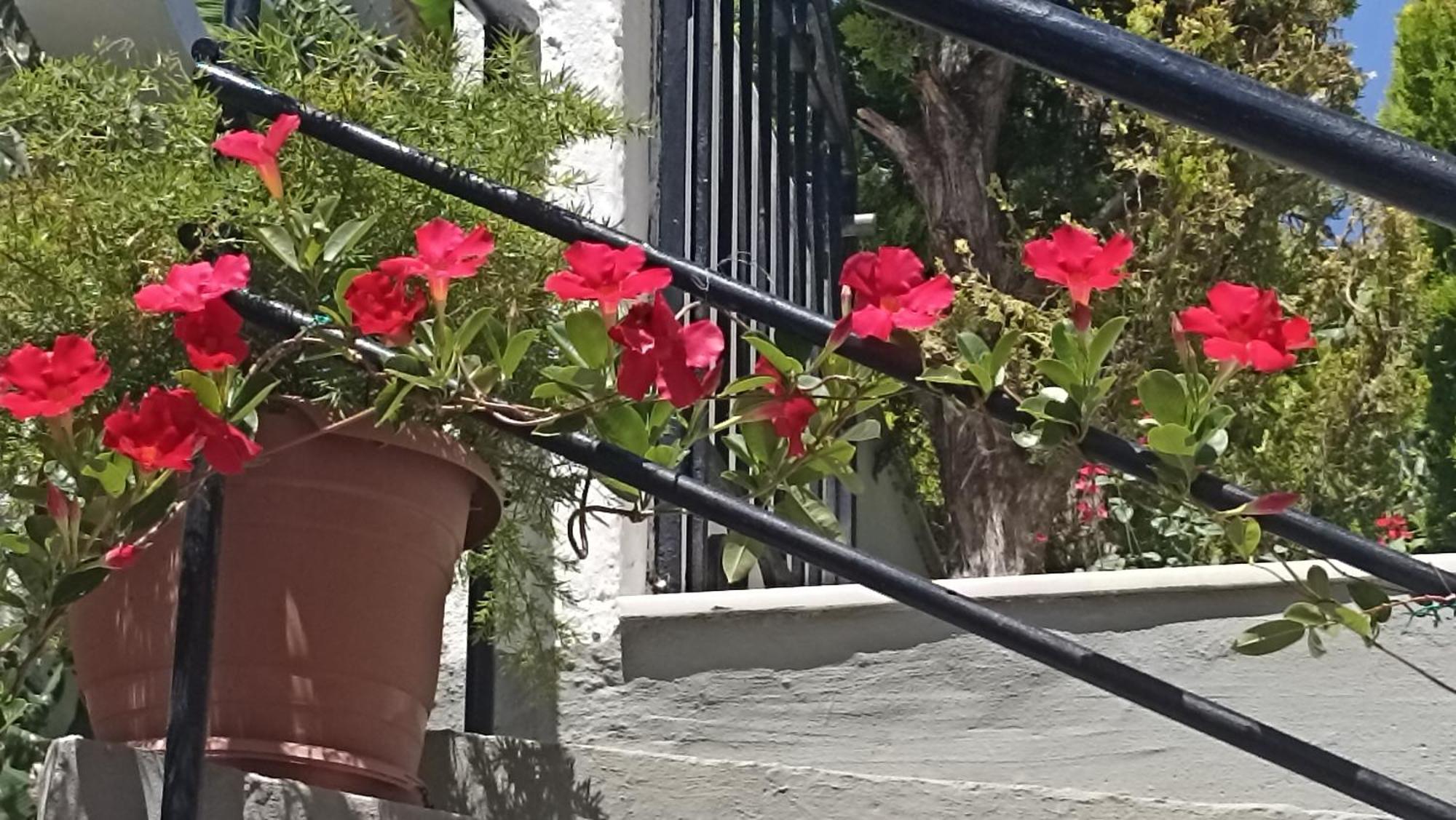 Charming Garden Apartment Rhodes City Eksteriør billede
